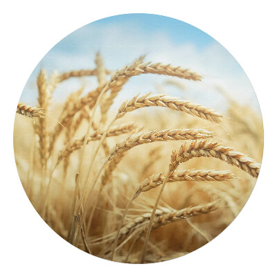 Podložka pod kolieskovú stoličku okrúhla Klasy kukurice na poli