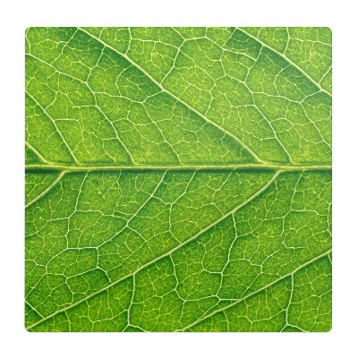 Podložka pod stoličku Detail listu