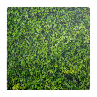 Podložka pod kolieskovú stoličku Zelená stena z listov