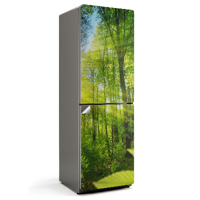 Fototapeta na chladničku Slnečné lúče v lese