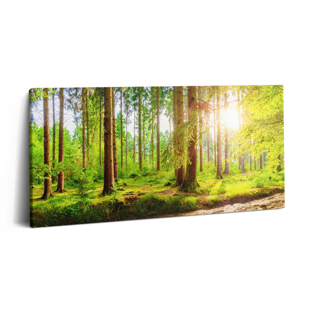 Fotoobraz na plátne 100x50 Svetlo prenikajúce lesom