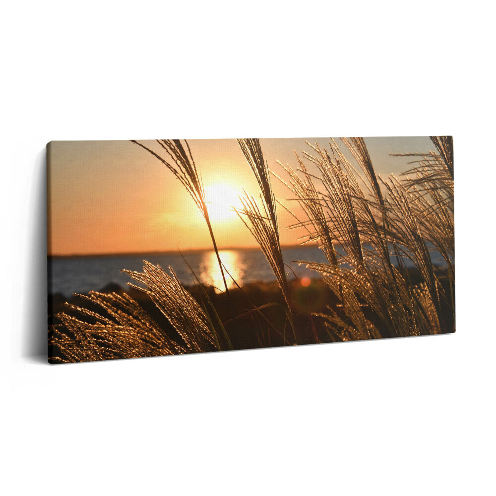 Fotoobraz na plátne 100x50 Trávy v lúčoch zapadajúceho slnka