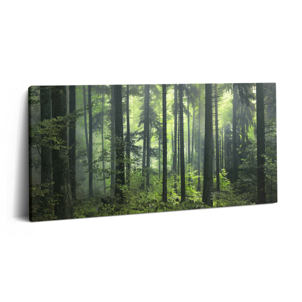 Obraz na plátne 120x60 Tajomný lesný závoj svetla