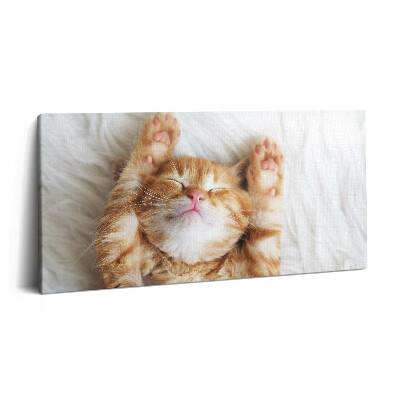 Obraz na plátne 120x60 Spiace mačiatko s labkami hore
