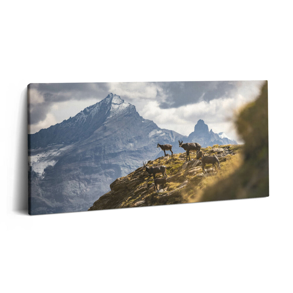 Obraz na plátne 120x60 Horské kozy pod štítmi