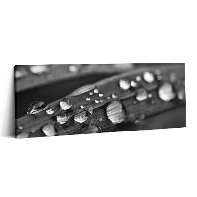 Fotoobraz na plátne 125x50 Kvapky rosy na steble trávy