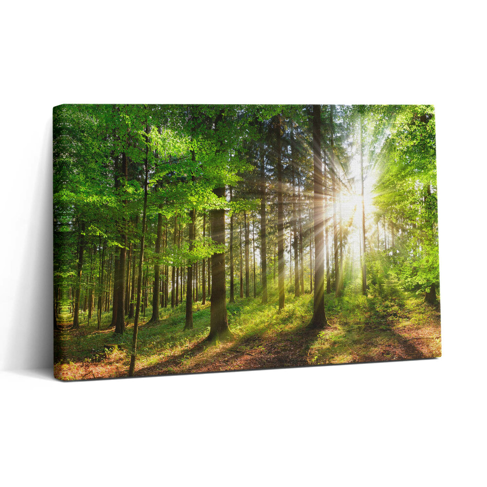 Obraz na plátne 30x20 Slnečné lúče v lese