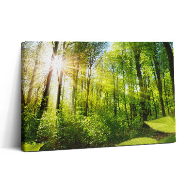 Obraz na plátne 30x20 Svetlo prenikajúce lesom ráno