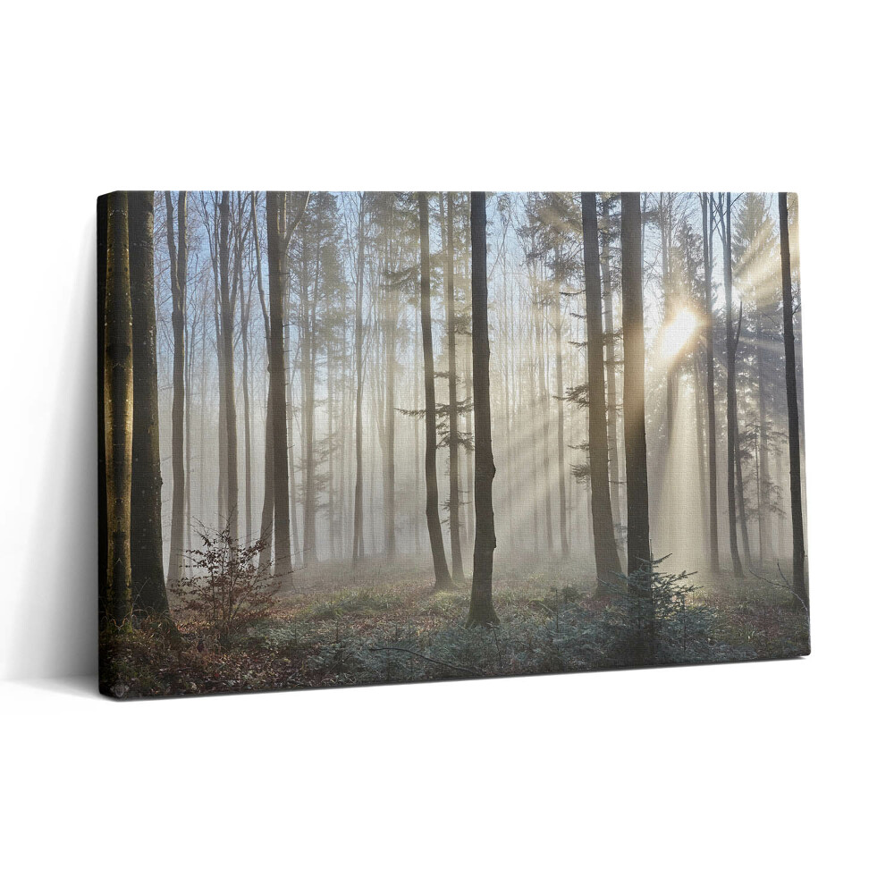 Obraz na plátne 30x20 Svetlo prenikajúce rannou hmlou