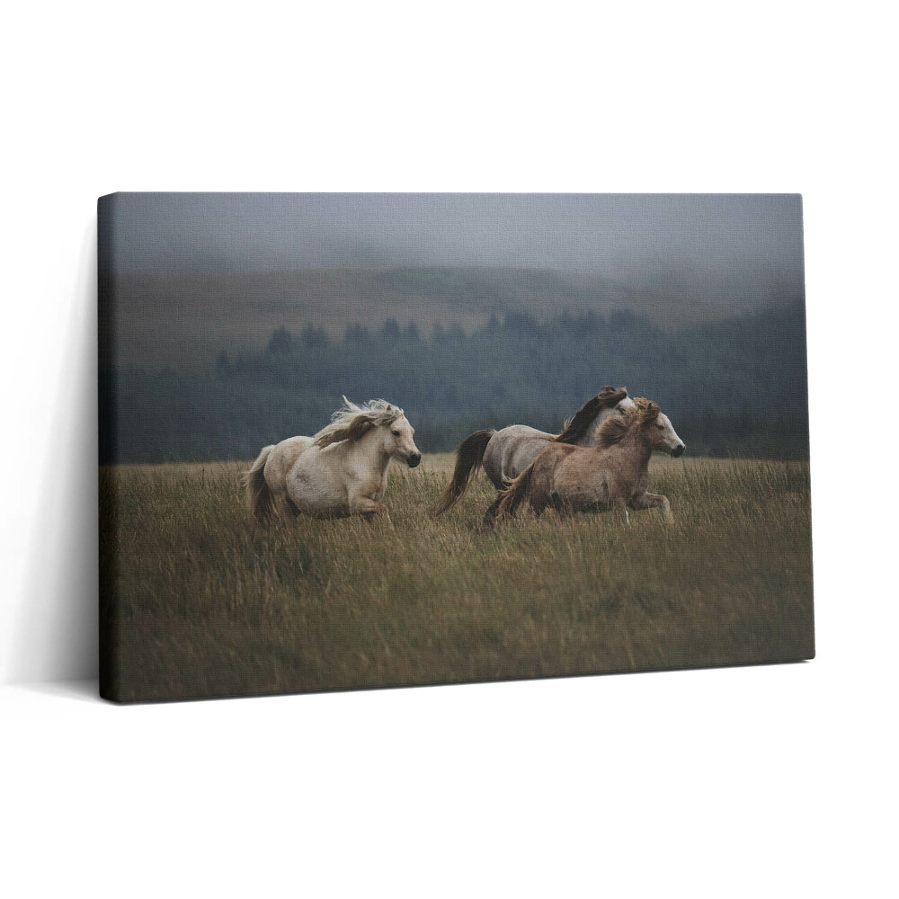 Obraz na plátne 30x20 Kone bežiace cez lúku