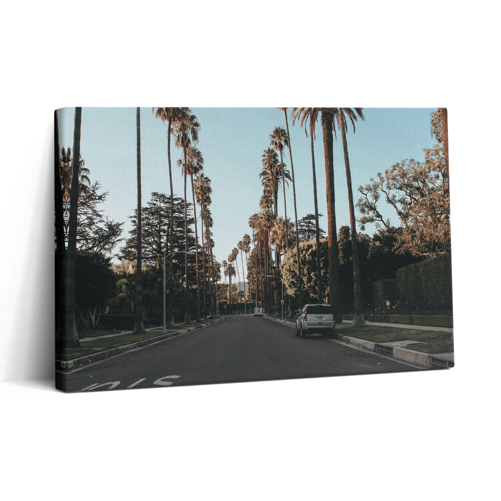 Obraz na plátne 30x20 Palmová alej v rannom svetle