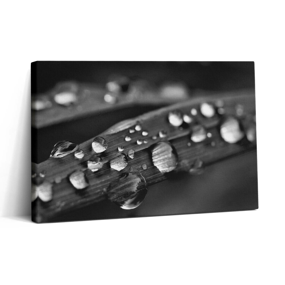 Obraz na plátne 30x20 Kvapky rosy na steble trávy