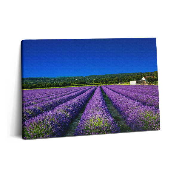 Fotoobraz na plátne 60x40 Levanduľové pole v Provence