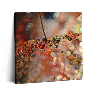 Obraz na plátne 60x60 Kvapky na pavučine v lese