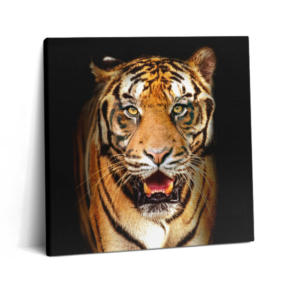 Fotoobraz na plátne 60x60 Tiger v temnote s otvorenými ústami