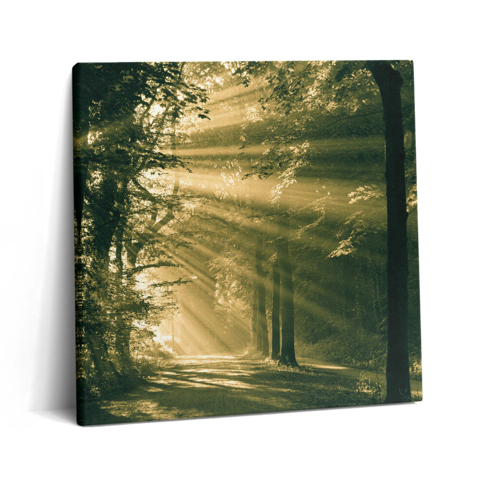 Obraz na plátne 60x60 Svetlo prenikajúce lesnou cestou