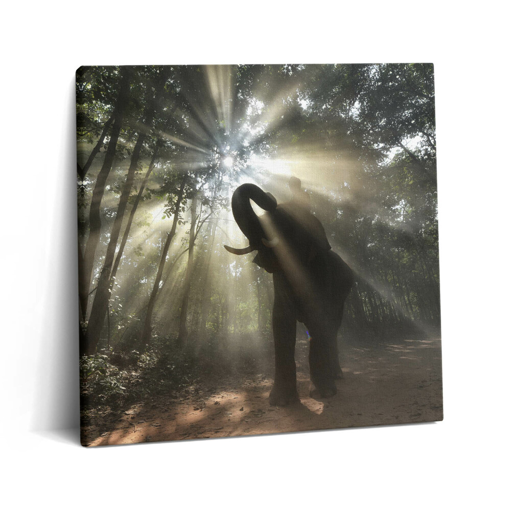 Obraz na plátne 60x60 Silueta slona v lese