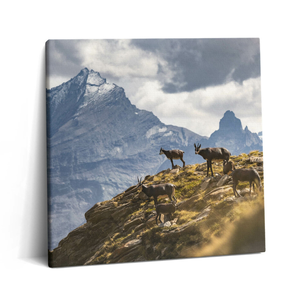 Obraz na plátne 60x60 Horské kozy pod vrcholmi hôr