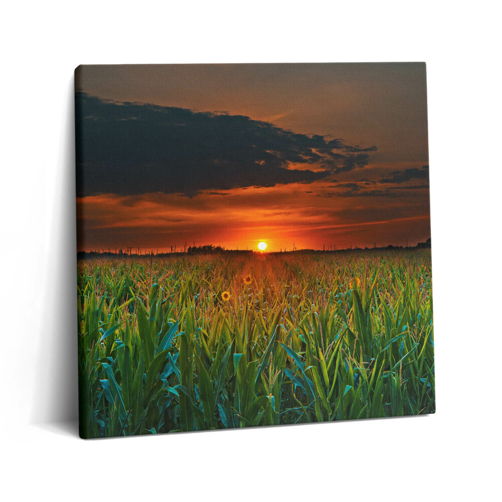 Fotoobraz na plátne 60x60 Západ slnka nad kukuričným poľom
