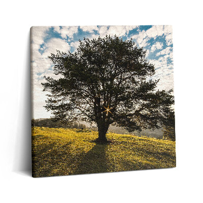 Obraz na plátne 60x60 Strom v lúčoch zapadajúceho slnka