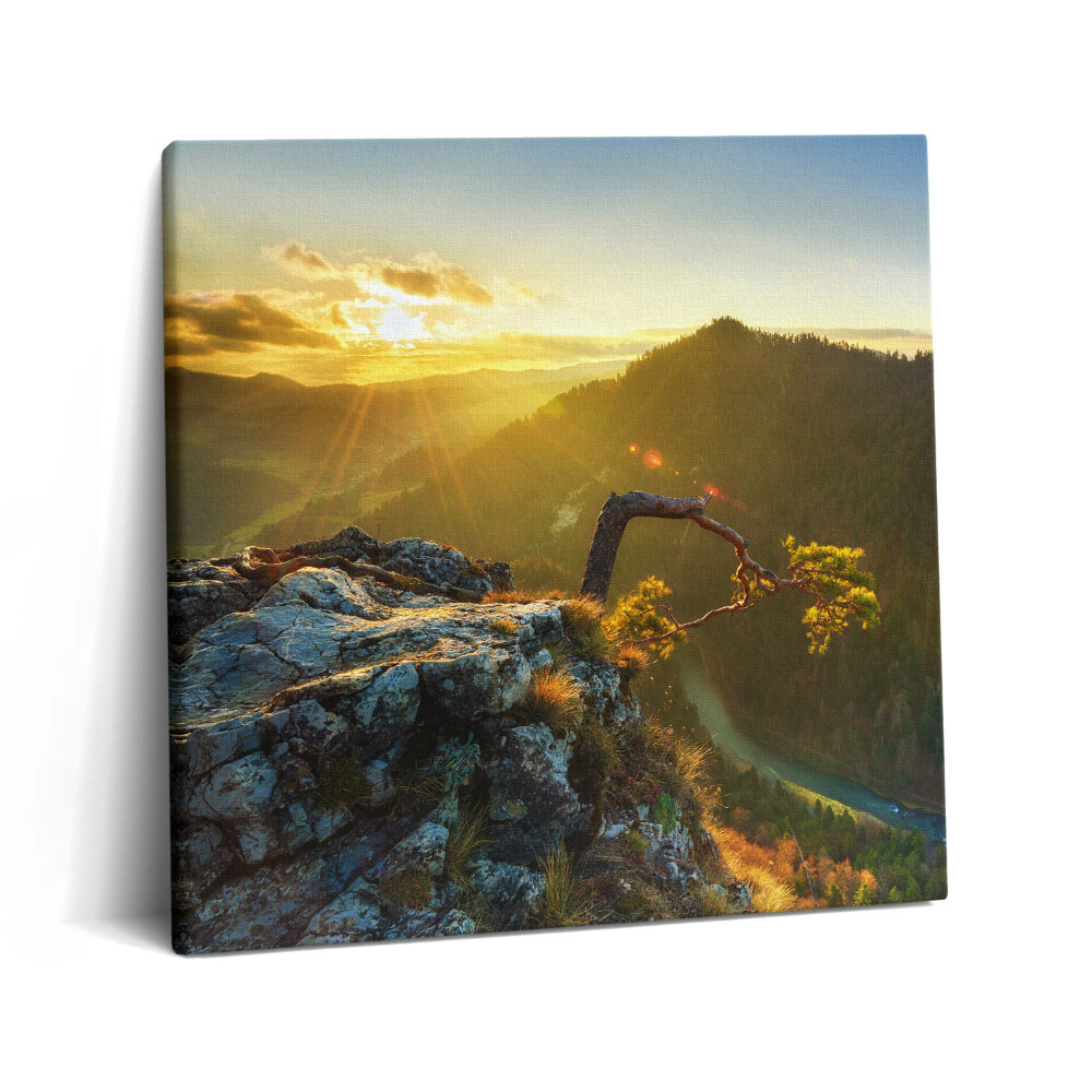 Obraz na plátne 60x60 Samotársky strom na skalnatom útesu