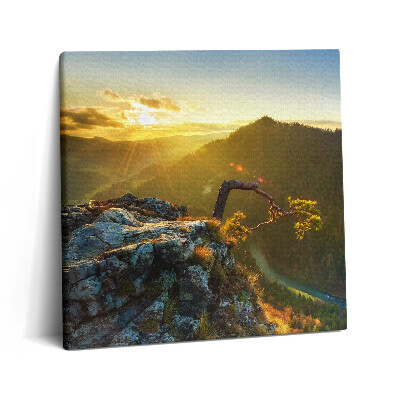 Obraz na plátne 60x60 Samotársky strom na skalnatom útesu