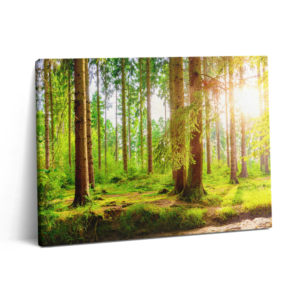 Obraz na plátne 80x60 Les na slnku