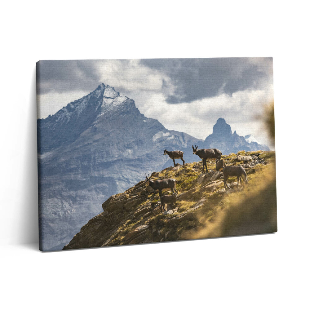 Fotoobraz na plátne 80x60 Kozy a údolie Aosta v Taliansku