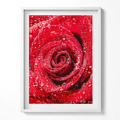 Obraz v ráme Rosa na okvetných lístkoch červenej ruže