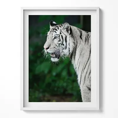Obraz v ráme Biely tiger v džungli