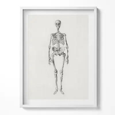 Obraz v ráme s ilustráciou kostry