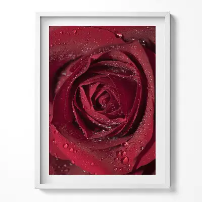 Obraz v ráme Detailný záber na červenú ružu v rose