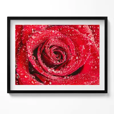Obraz v ráme Rosa na okvetných lístkoch červenej ruže