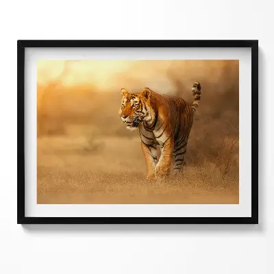 Obraz v ráme Divoký tiger na love