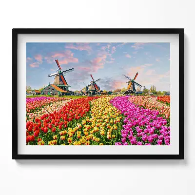 Obraz s rámom Krajina s tulipánmi Holandsko