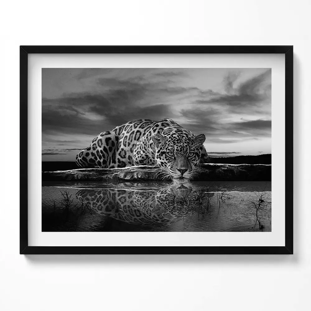 Obraz s rámom Čiernobiele divoké zviera leopard