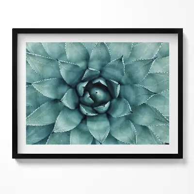 Obraz v ráme Zelený sukulent