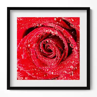 Obraz v ráme Rosa na okvetných lístkoch červenej ruže