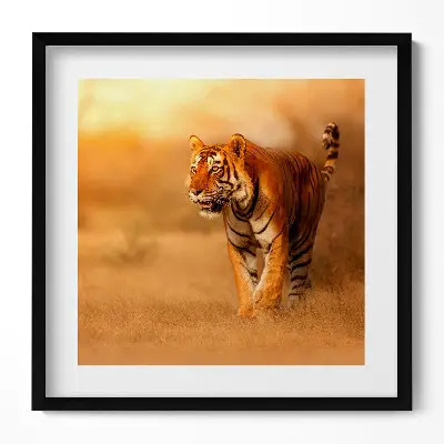 Obraz v ráme Divoký tiger na love
