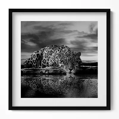 Obraz v ráme Čiernobiele divoké zviera leopard
