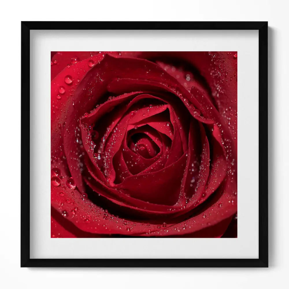 Obraz v ráme Detailný záber na červenú ružu v rose