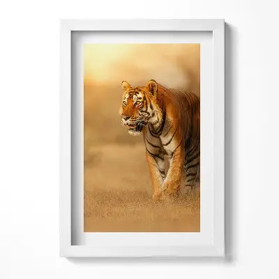 Obraz v ráme Divoký tiger na love