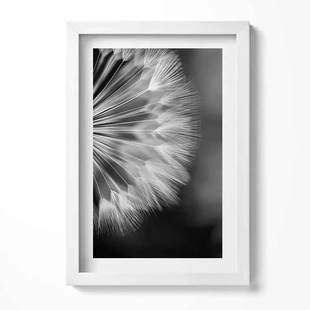 Obraz v ráme Čiernobiela detailná fotografia púpavy