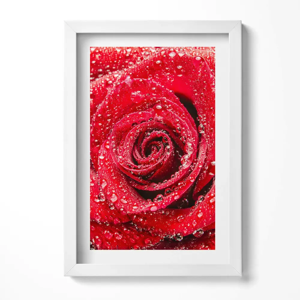 Obraz v ráme Rosa na okvetných lístkoch červenej ruže