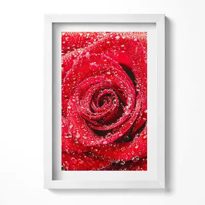 Obraz v ráme Rosa na okvetných lístkoch červenej ruže