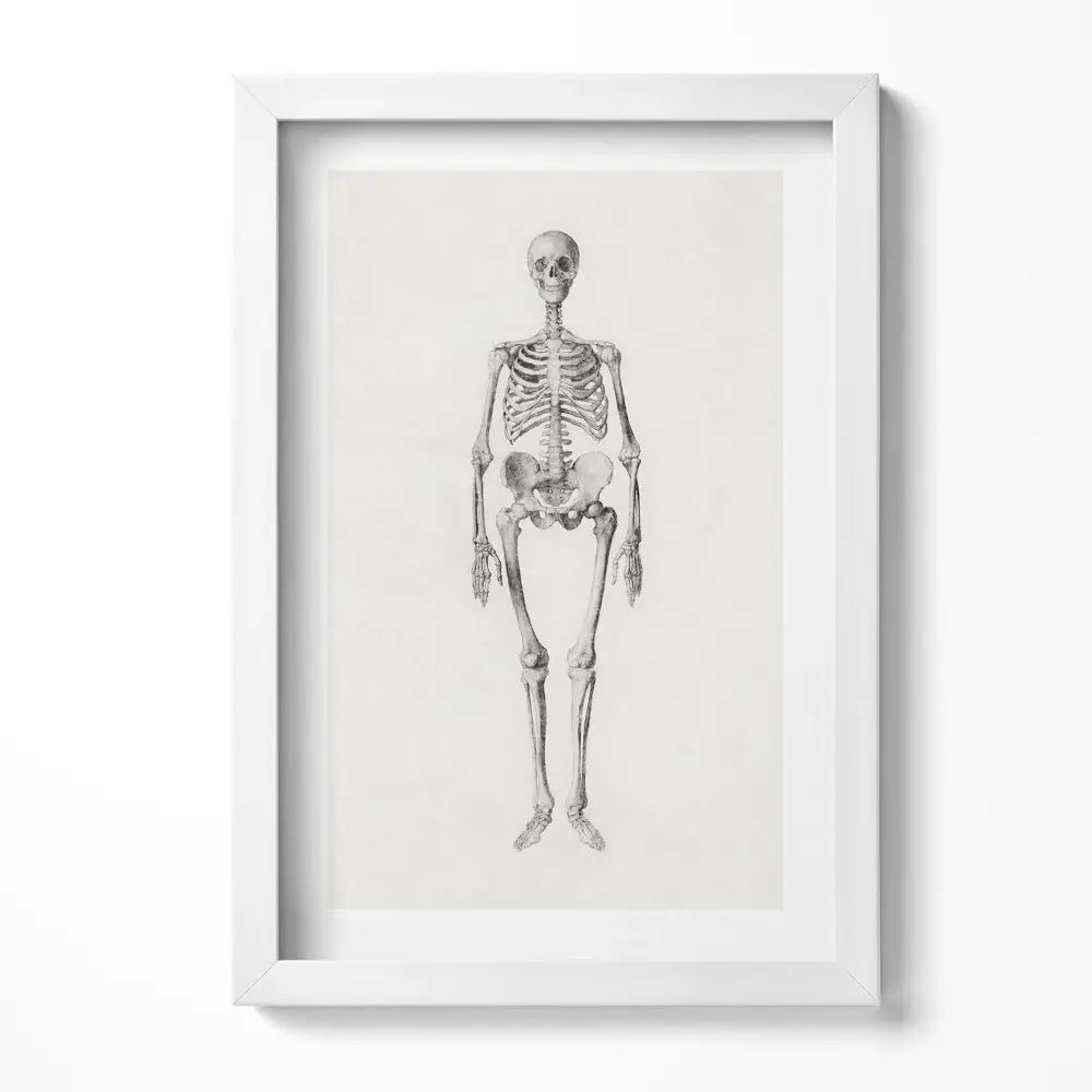 Obraz v ráme s ilustráciou náčrtu kostry