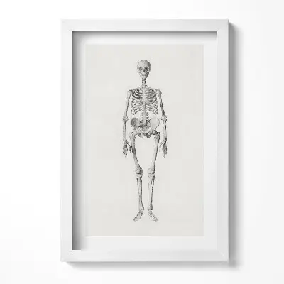 Obraz v ráme s ilustráciou náčrtu kostry