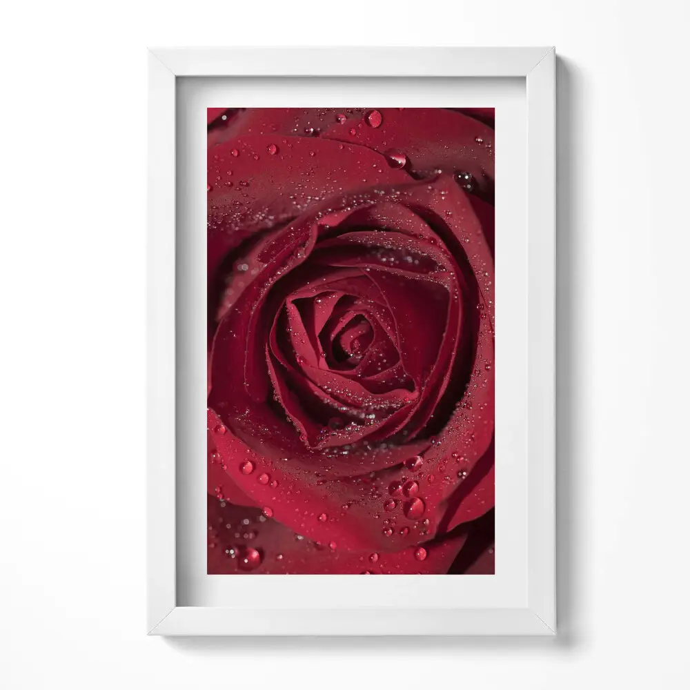 Obraz v ráme Detailný záber na červenú ružu v rose