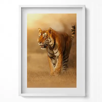 Obraz v ráme Divoký tiger na love