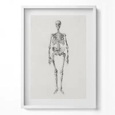 Obraz v ráme s ilustráciou kostry
